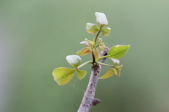 Commiphora berryi